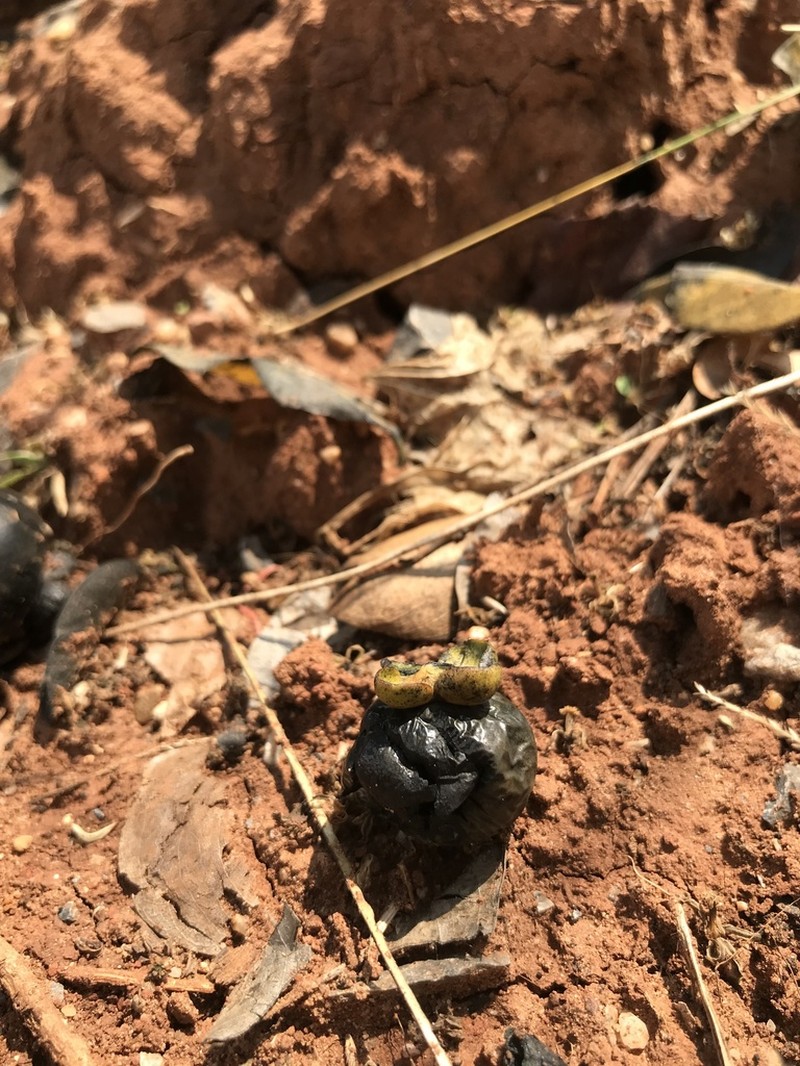 Diospyros mollis photo 4