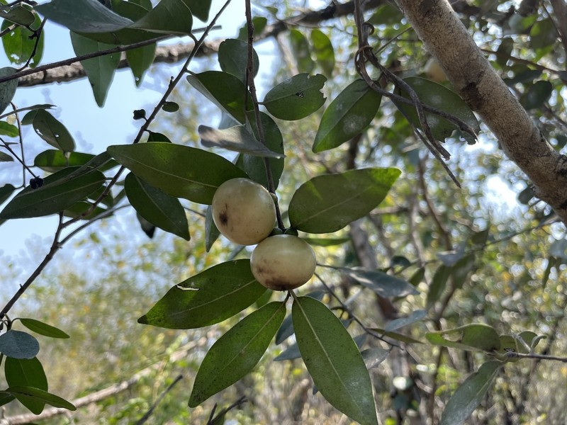 Diospyros mollis photo 5