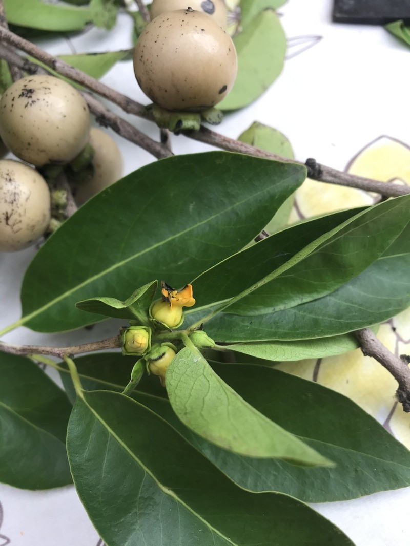 Diospyros mollis photo 6