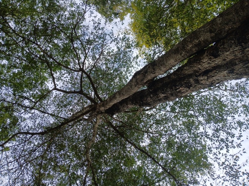 Diospyros mollis photo 7