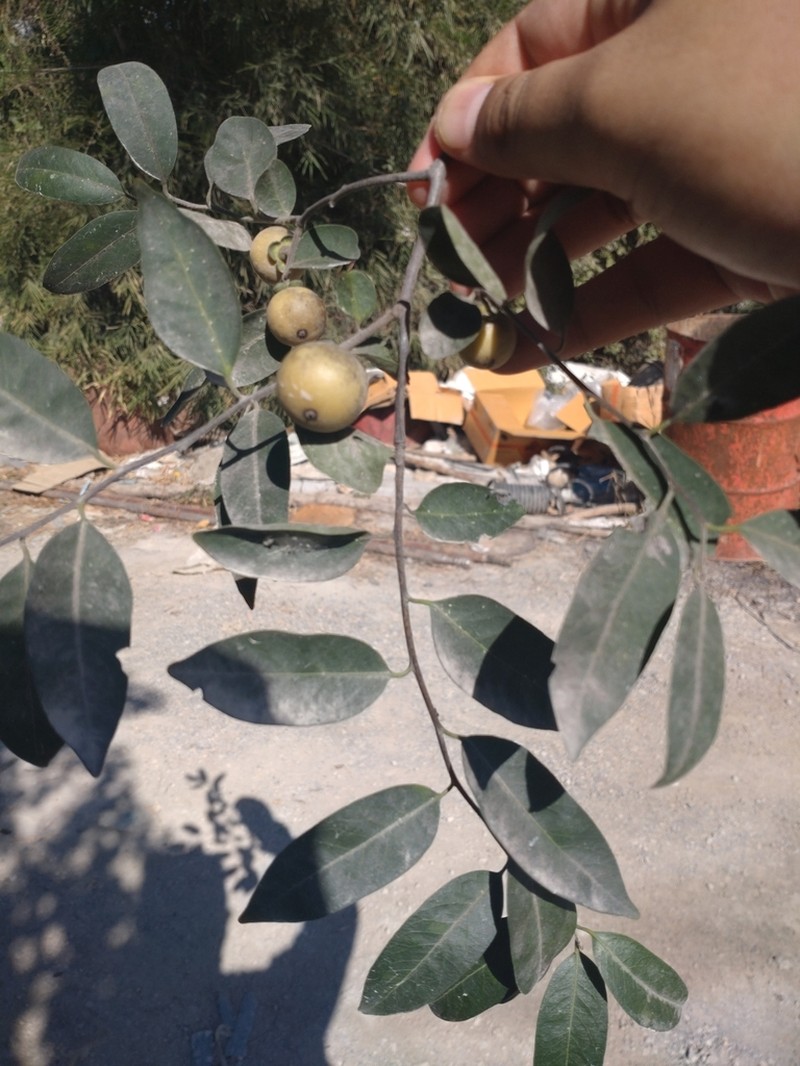 Diospyros mollis photo 8