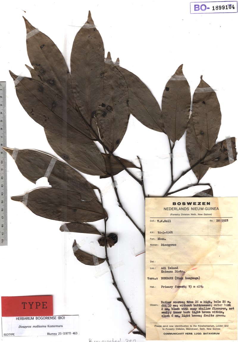 Diospyros mollissima