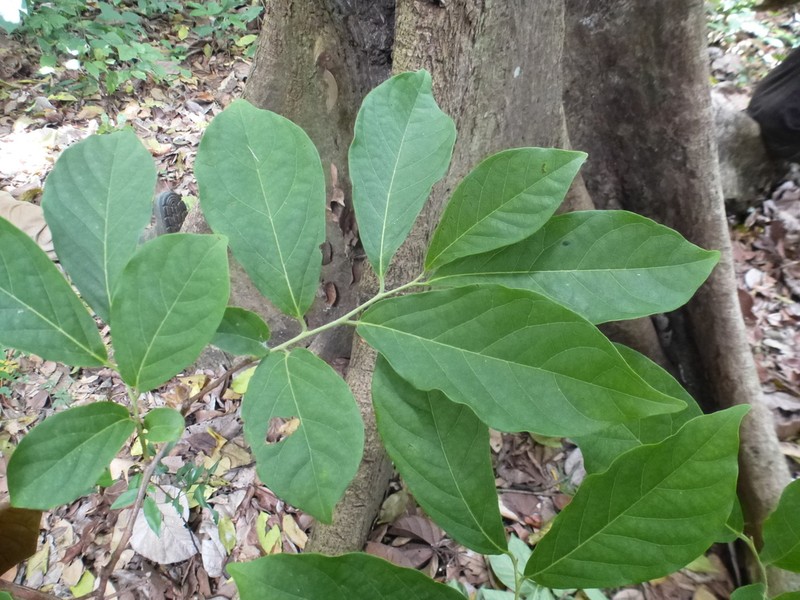 Diospyros monbuttensis