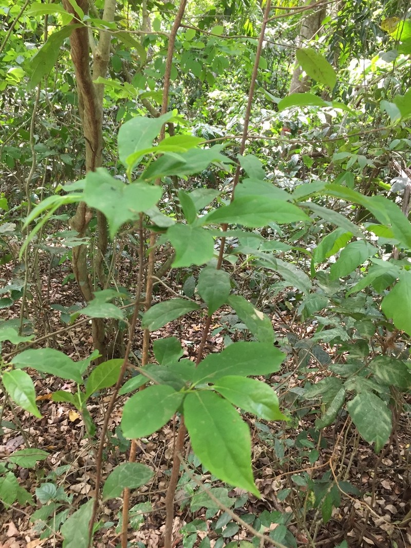 Diospyros monbuttensis photo 2