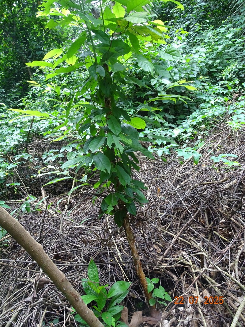 Diospyros monbuttensis photo 3