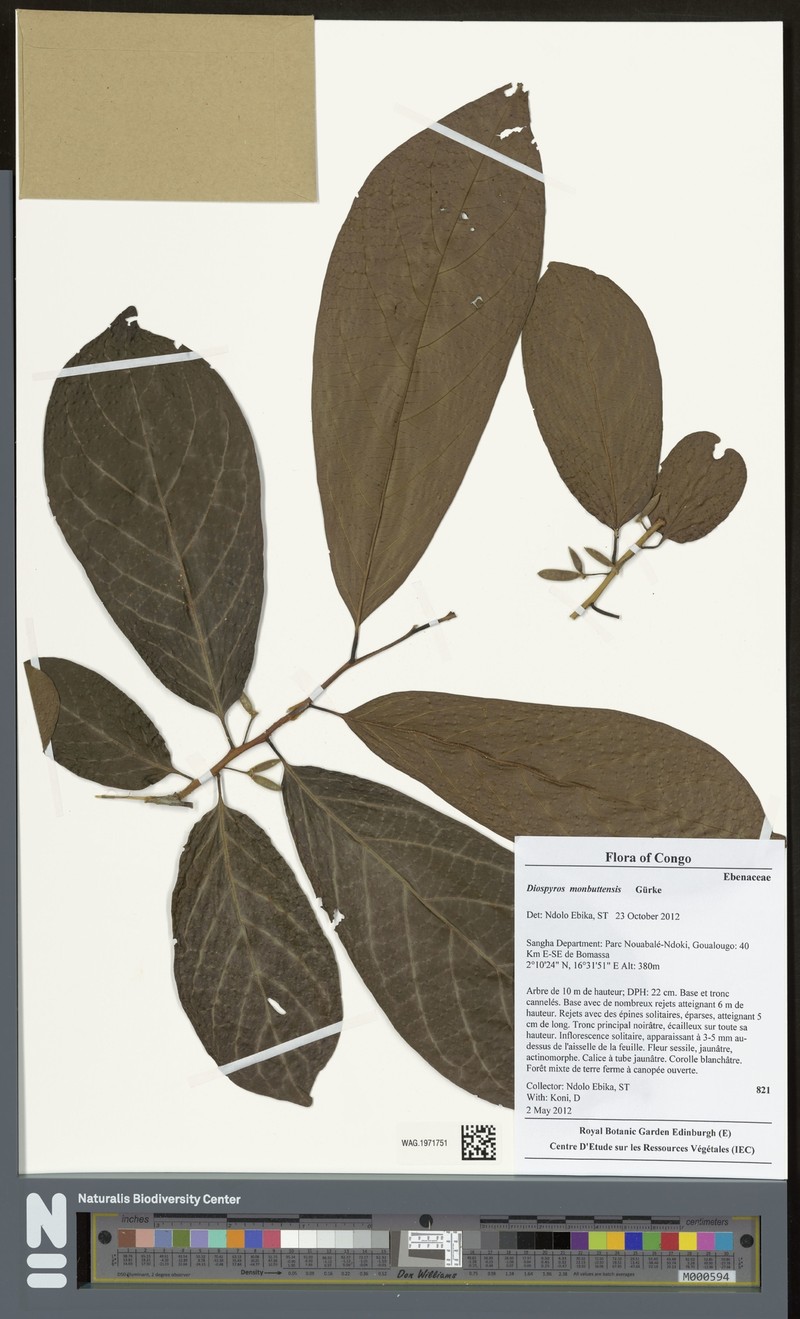 Diospyros monbuttensis photo 4