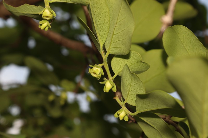 Diospyros montana photo 2