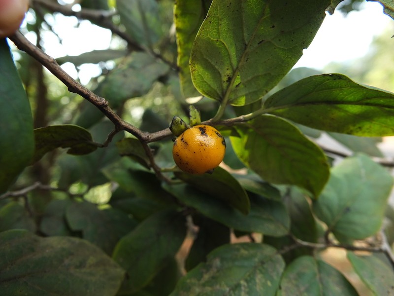Diospyros montana photo 3