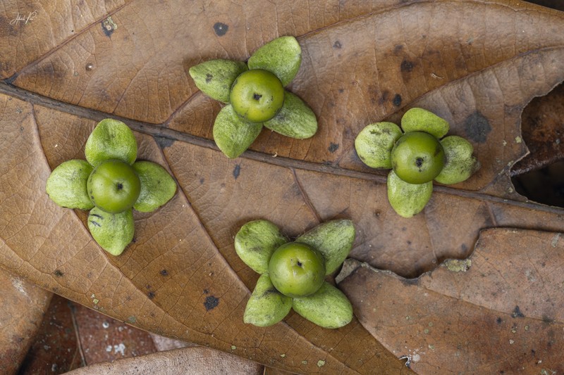 Diospyros montana photo 4