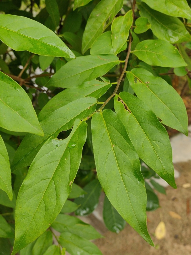 Diospyros montana photo 5