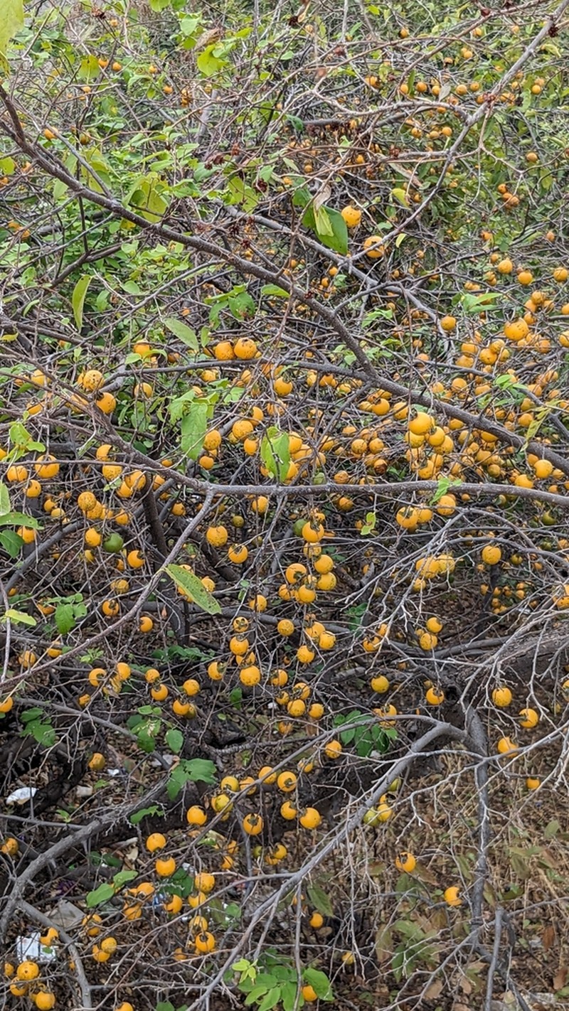 Diospyros montana photo 6