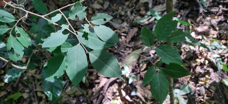 Diospyros montana photo 7