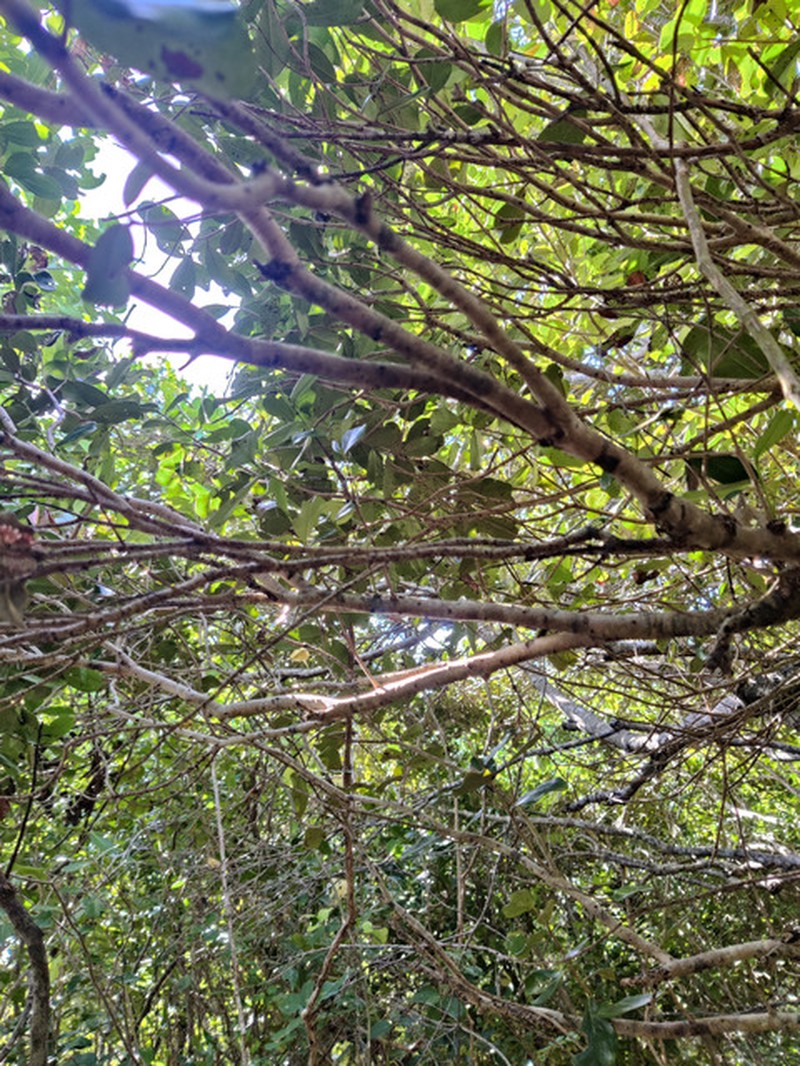 Diospyros montisgallicarum