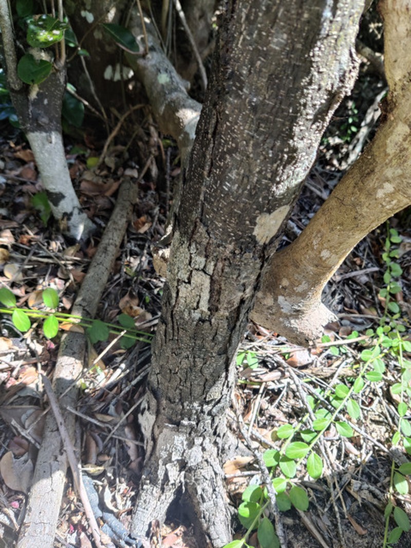 Diospyros montisgallicarum photo 2