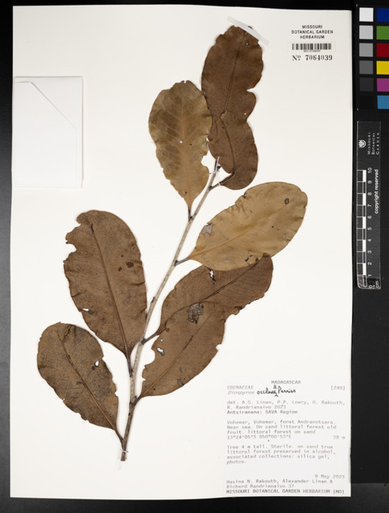 Diospyros montisgallicarum photo 3