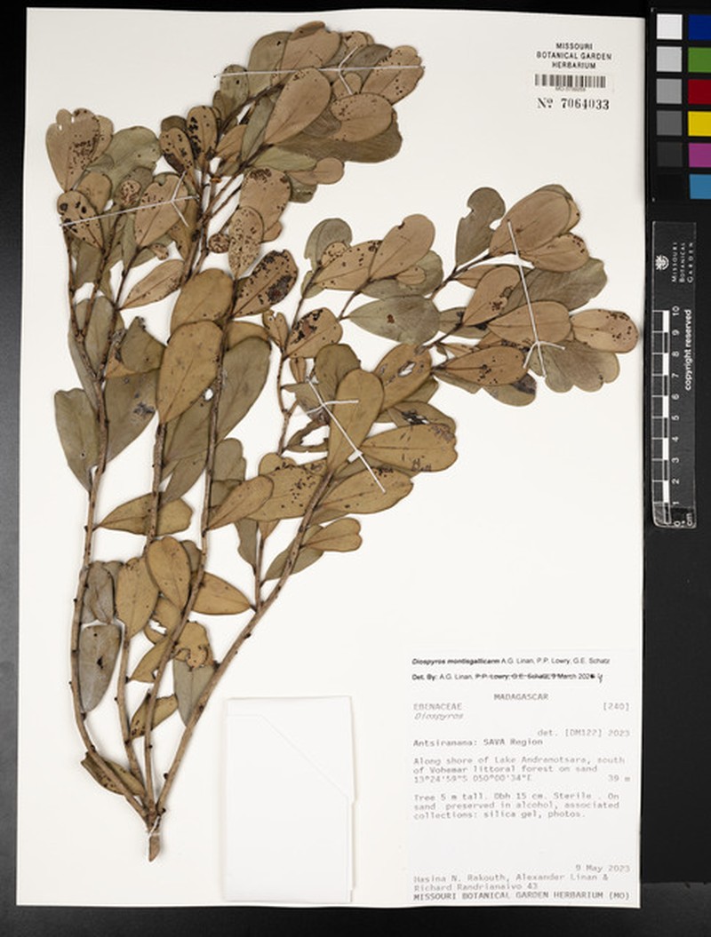 Diospyros montisgallicarum photo 4