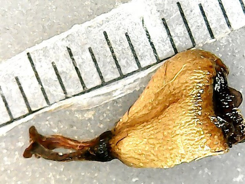 Diospyros montisgallicarum photo 5