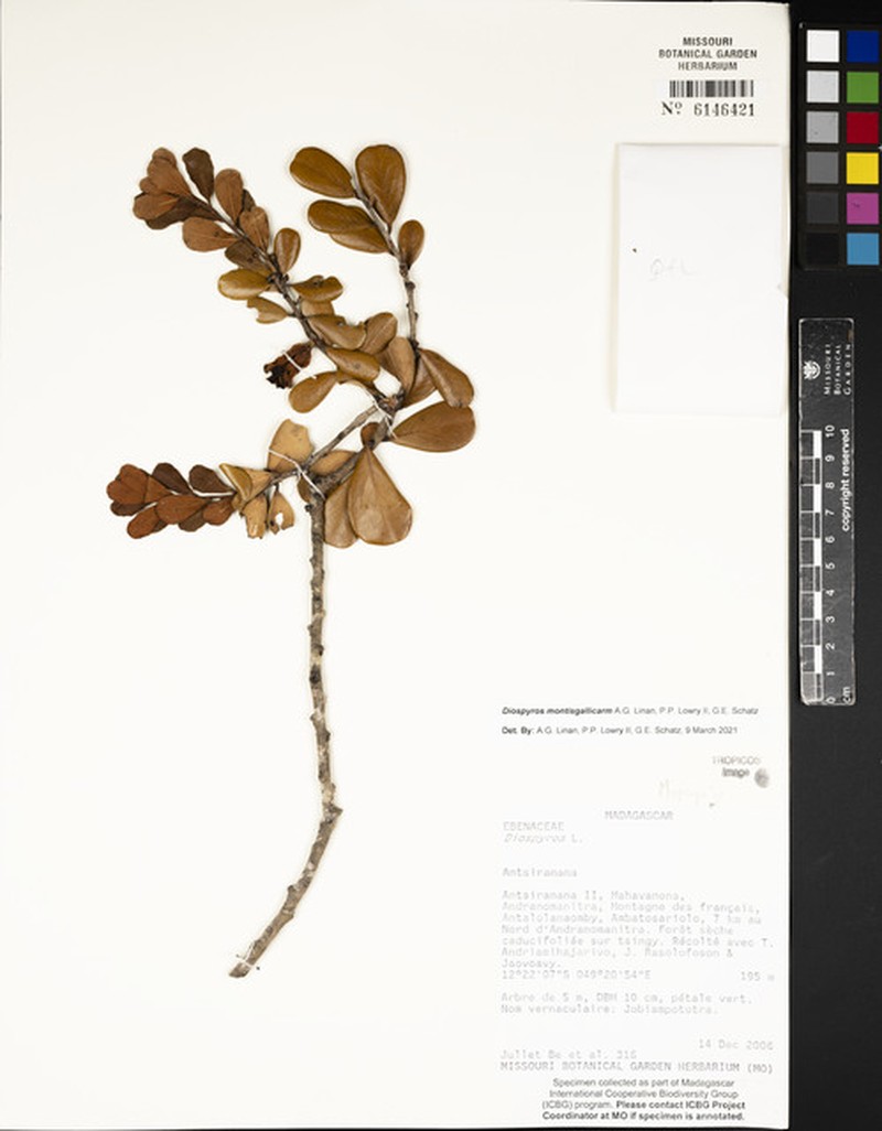 Diospyros montisgallicarum photo 6
