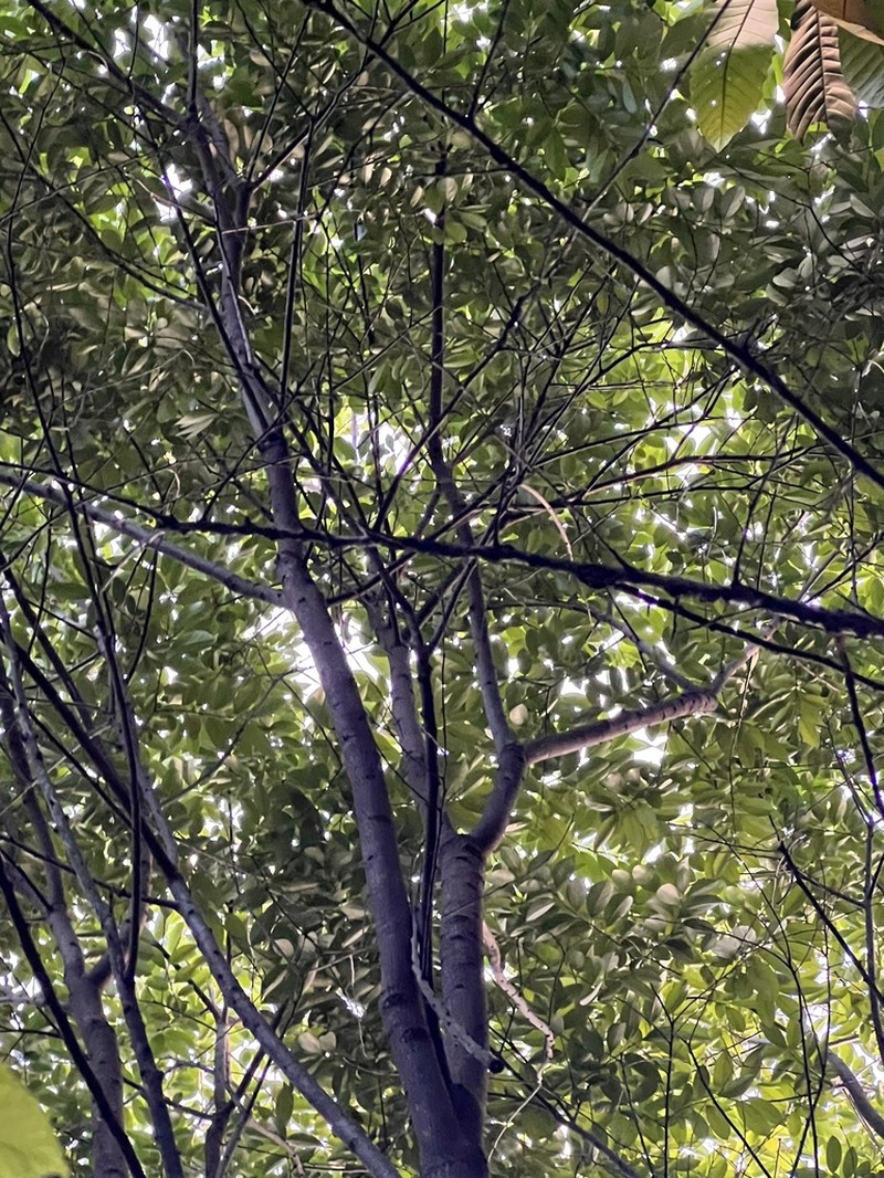 Diospyros morrisiana