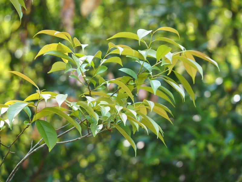Diospyros morrisiana photo 2