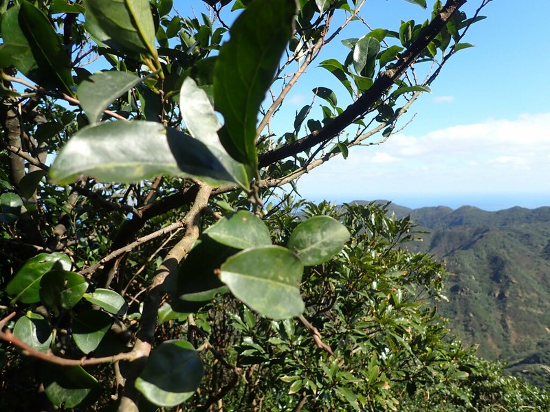 Diospyros morrisiana photo 3