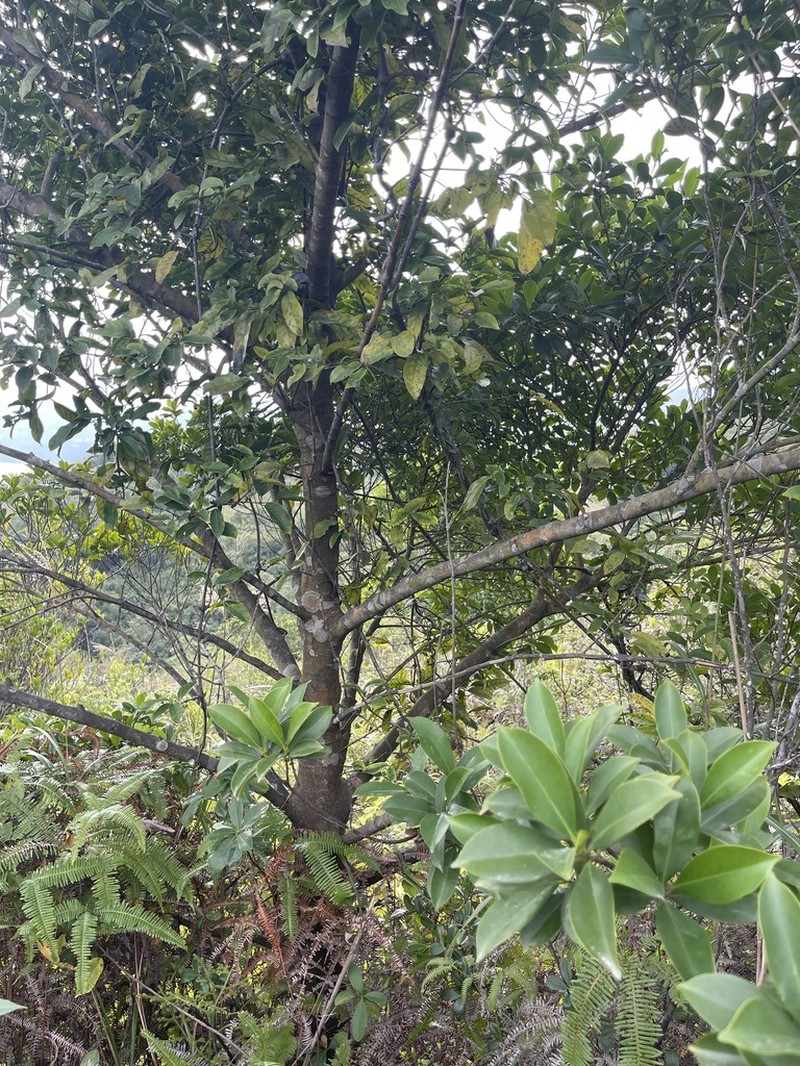 Diospyros morrisiana photo 4