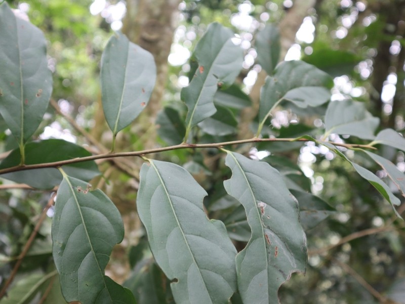 Diospyros morrisiana photo 5