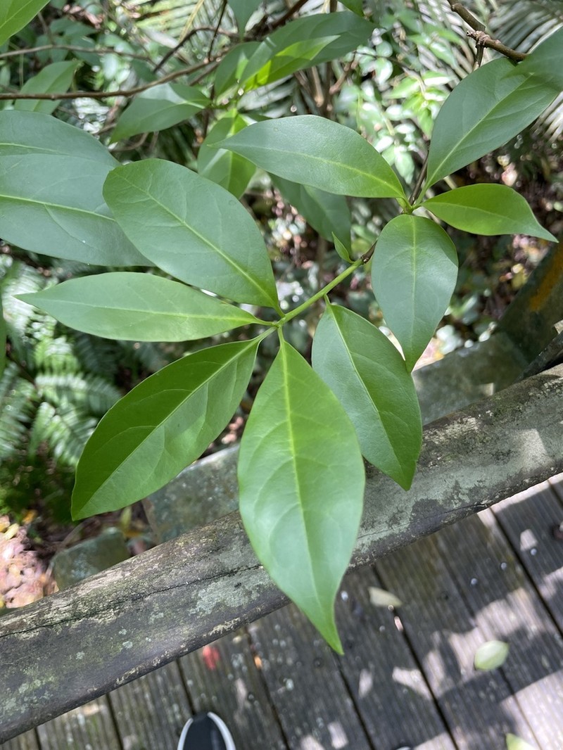Diospyros morrisiana photo 6