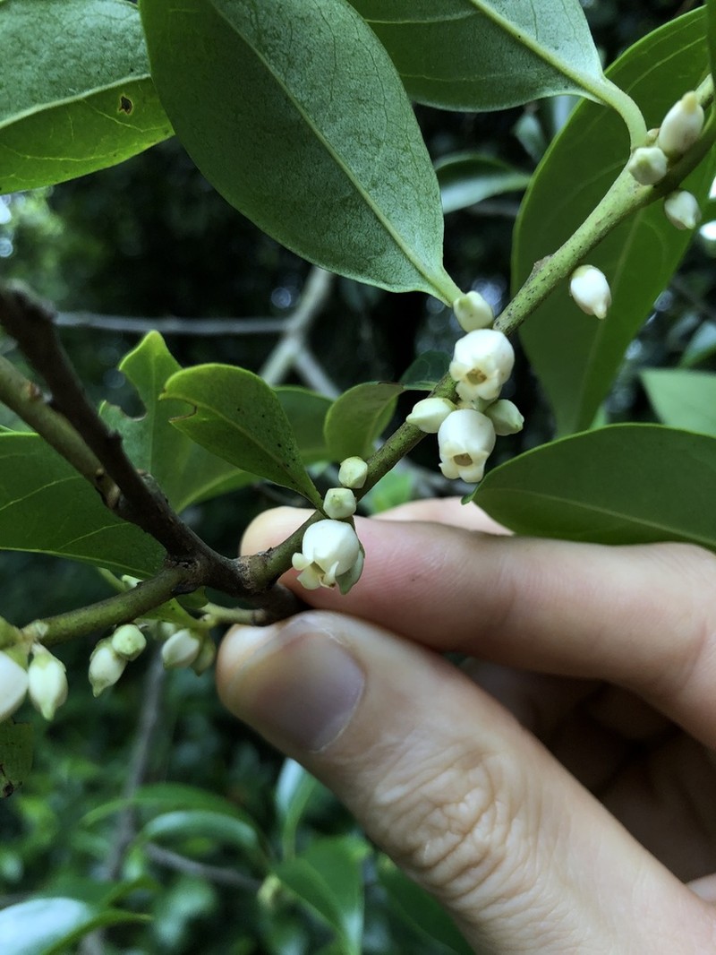 Diospyros morrisiana photo 7