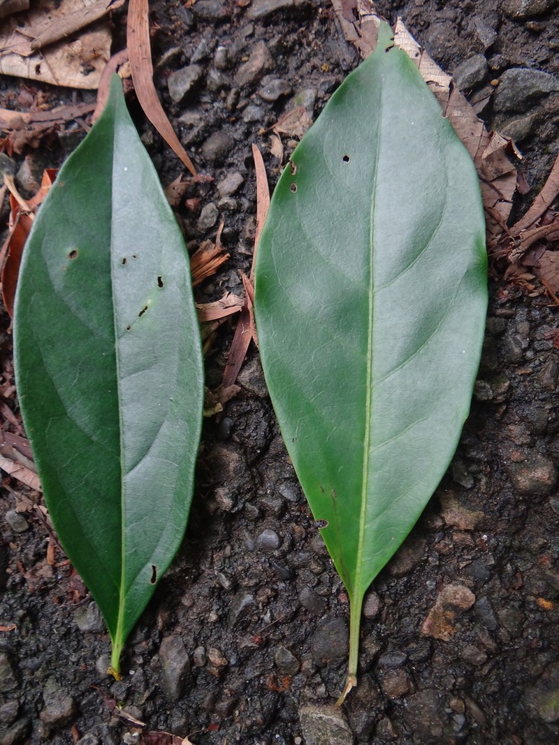 Diospyros morrisiana photo 8