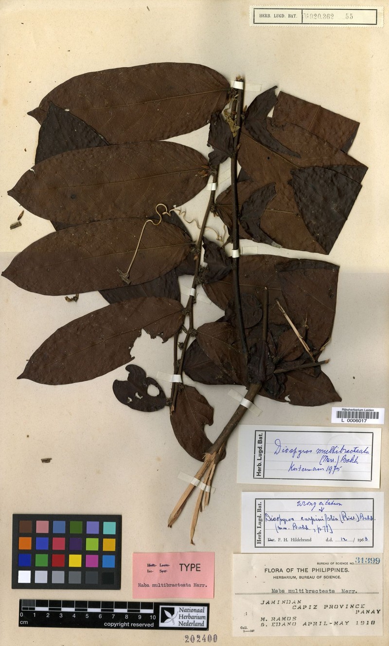 Diospyros multibracteata