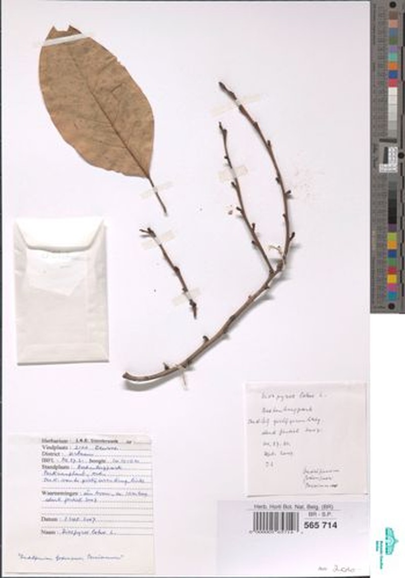 Diospyros multiflora