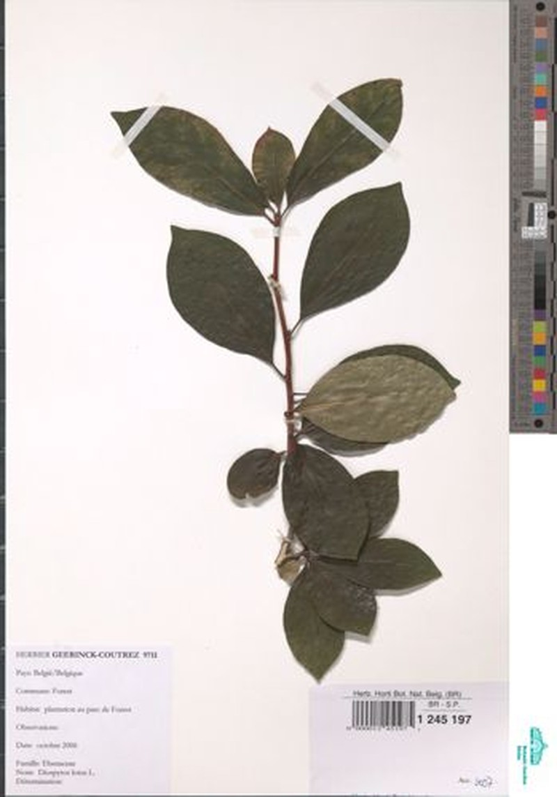Diospyros multiflora photo 2