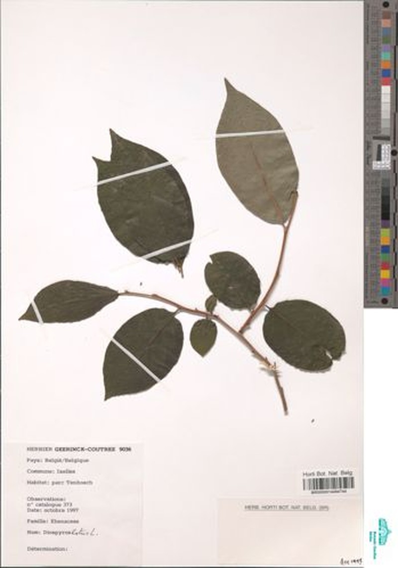 Diospyros multiflora photo 3