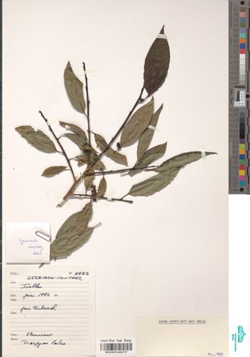 Diospyros multiflora photo 4