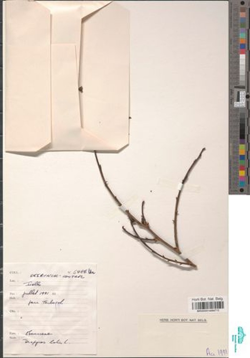 Diospyros multiflora photo 5