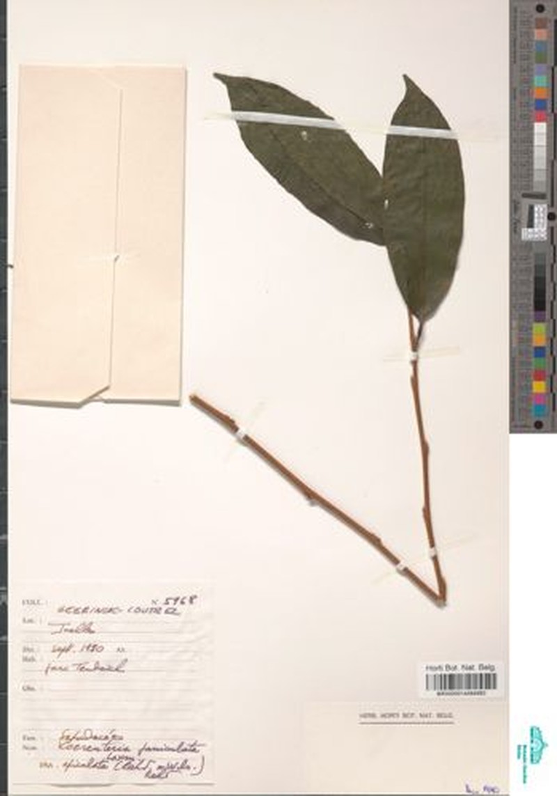 Diospyros multiflora photo 6