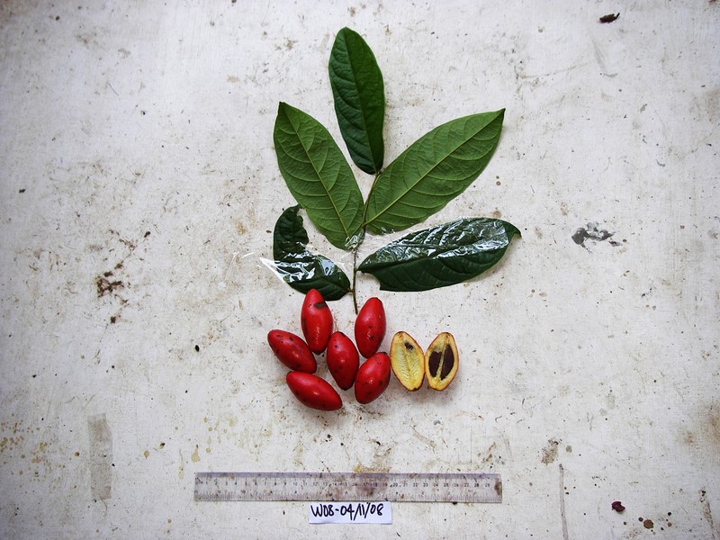 Diospyros multimaculata