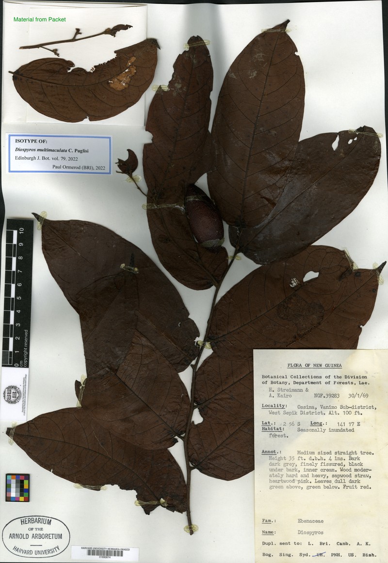 Diospyros multimaculata photo 2
