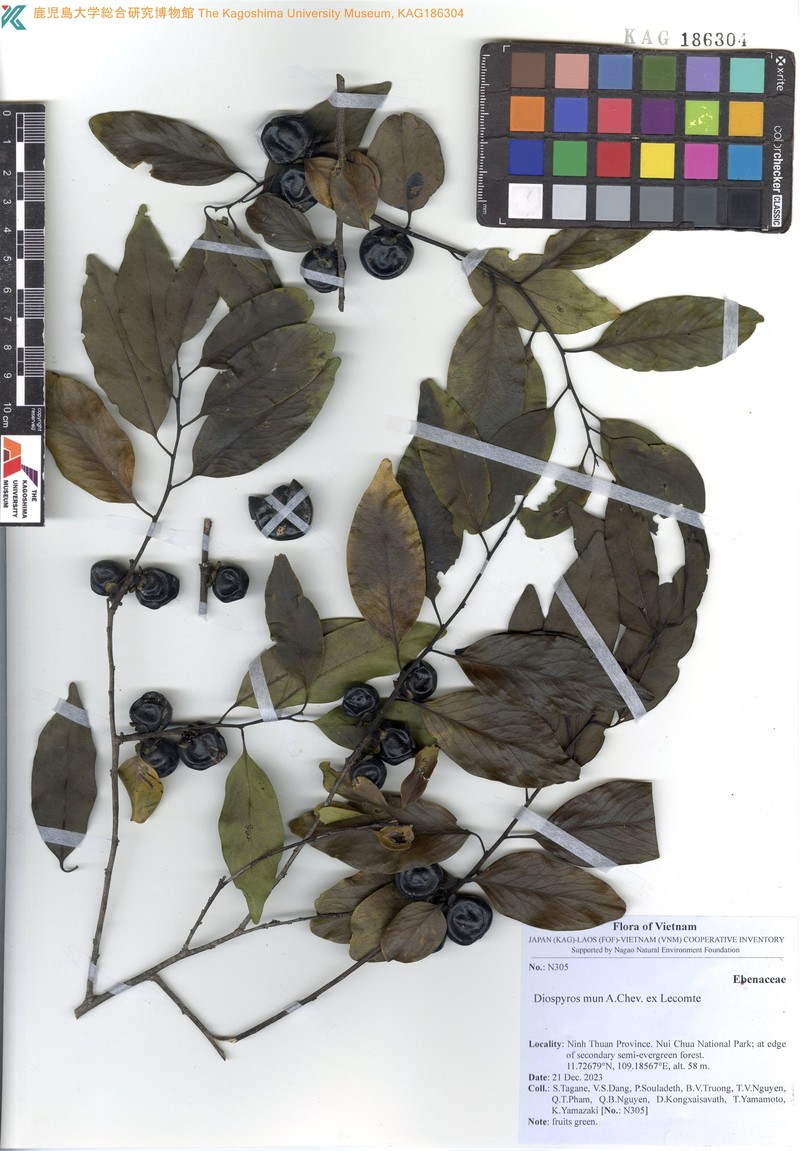 Diospyros mun