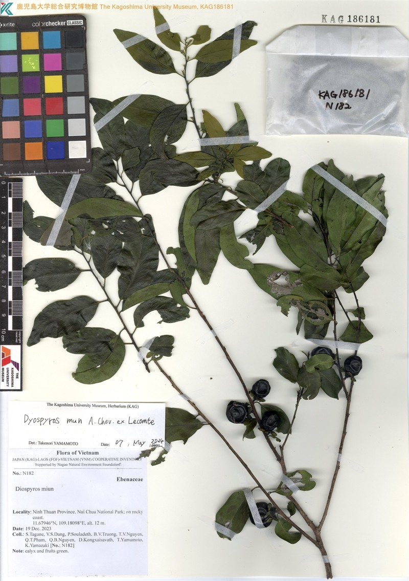 Diospyros mun photo 2