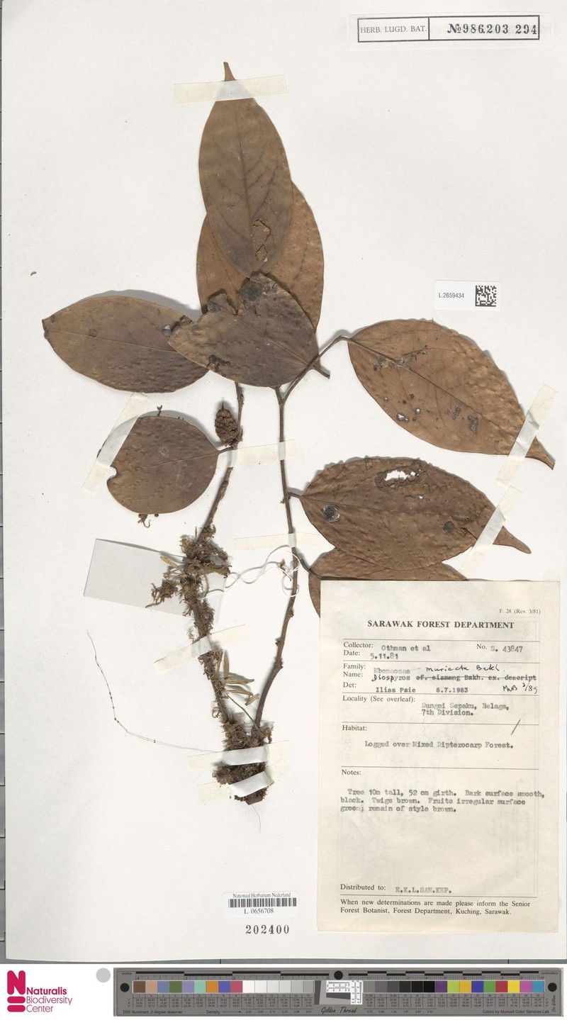Diospyros muricata