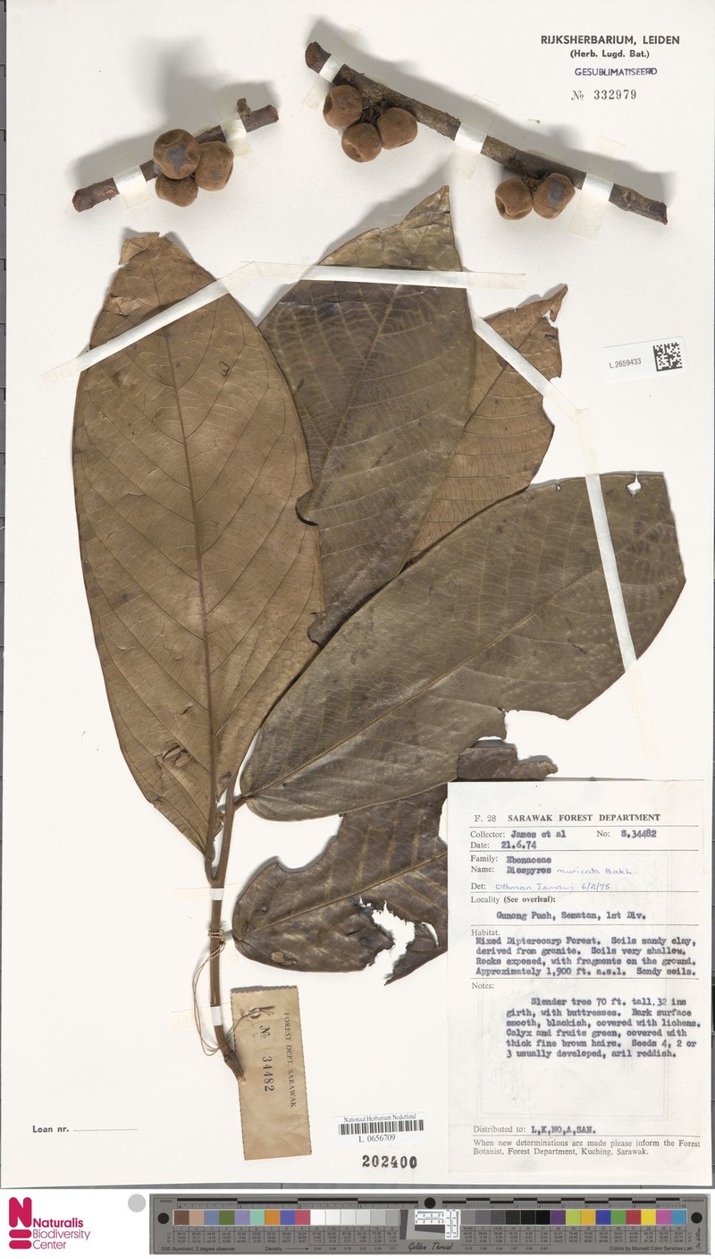 Diospyros muricata photo 2