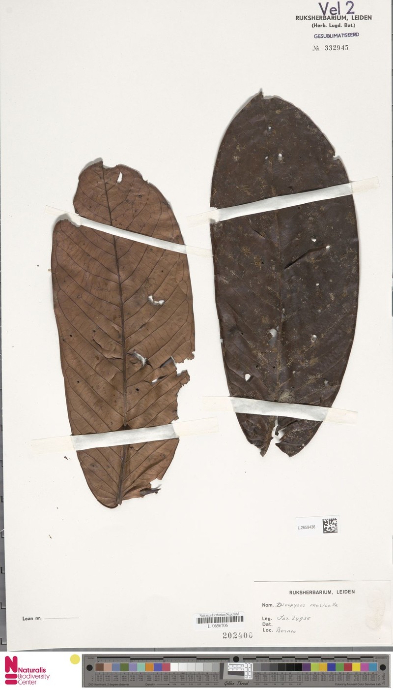 Diospyros muricata photo 4