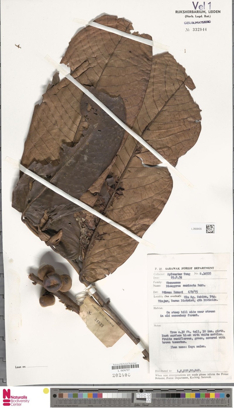 Diospyros muricata photo 5