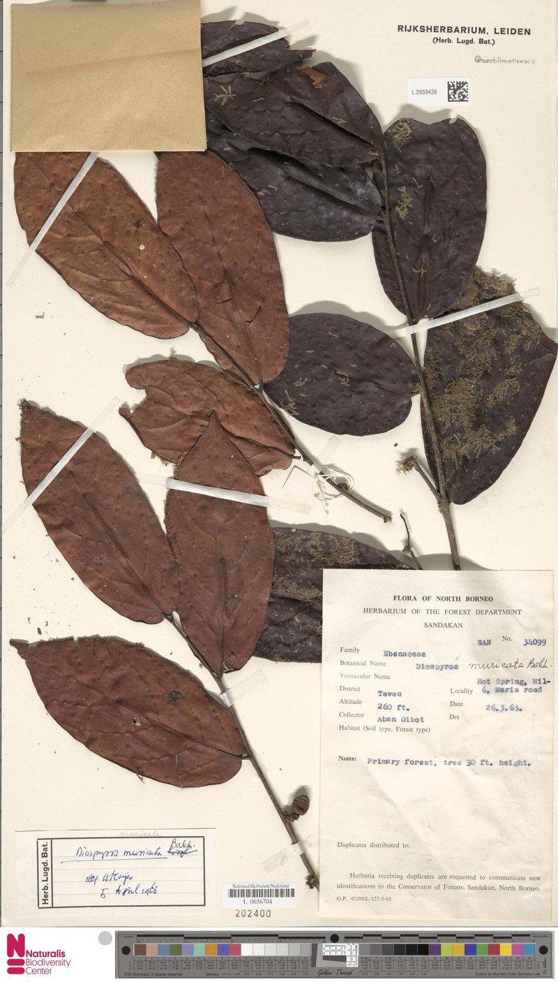 Diospyros muricata photo 7