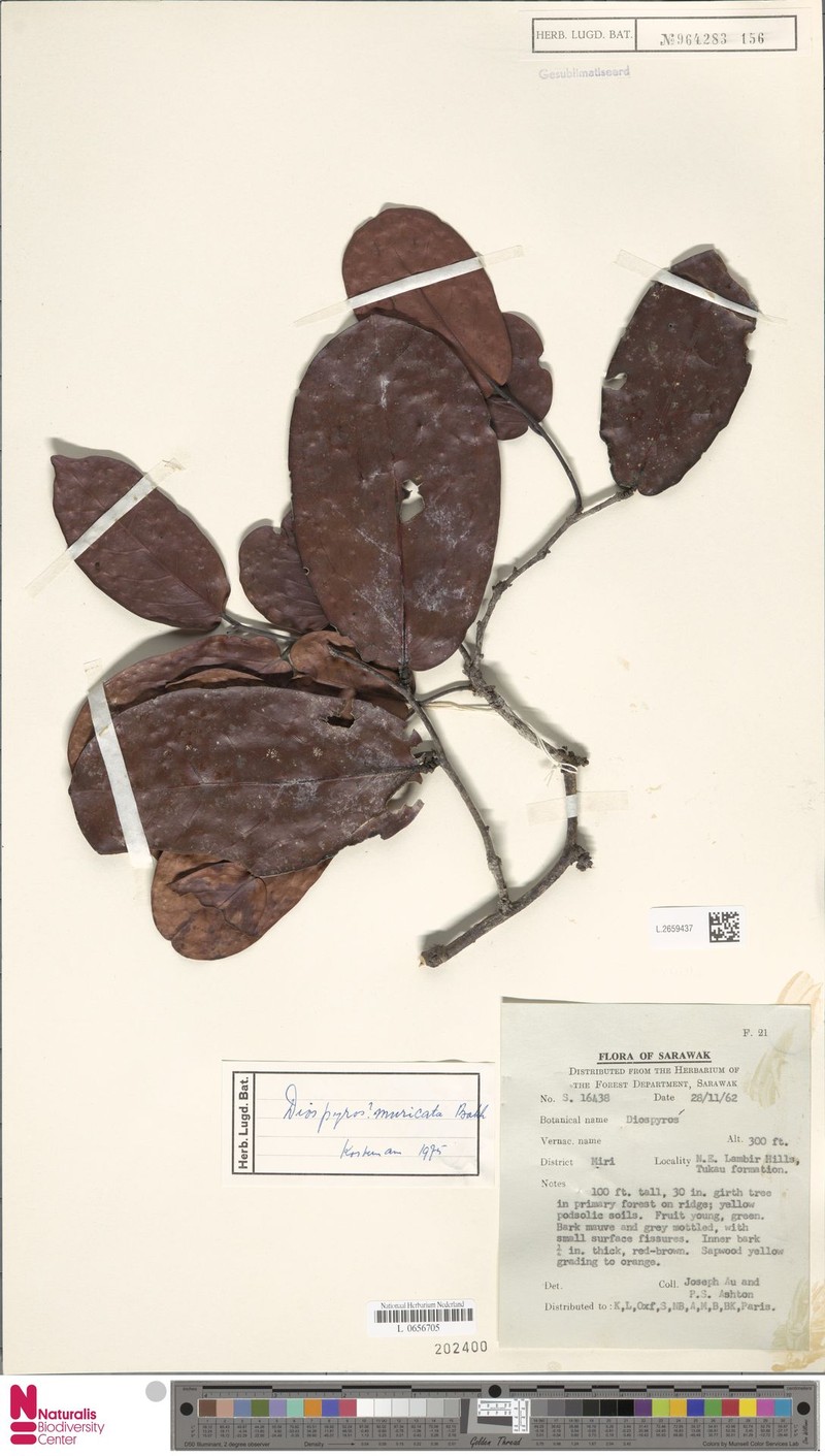 Diospyros muricata photo 8
