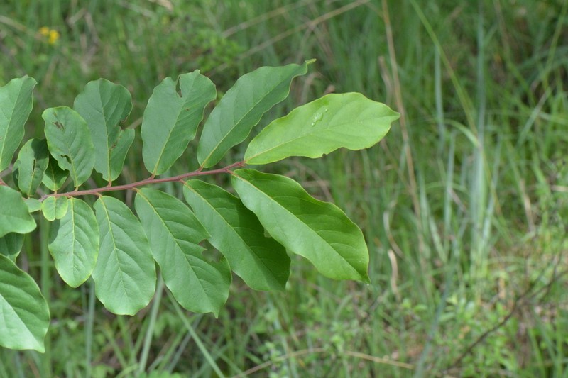 Diospyros mweroensis