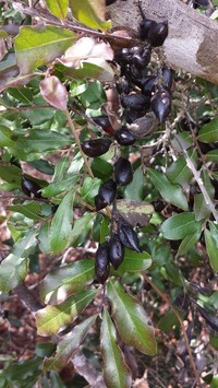 Diospyros myriophylla