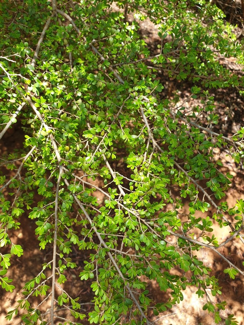 Diospyros myriophylla photo 2